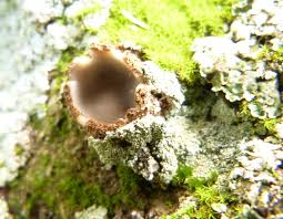 Attēlu rezultāti vaicājumam “Geopora arenicola”