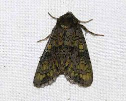 Attēlu rezultāti vaicājumam “Craniophora ligustri imago”