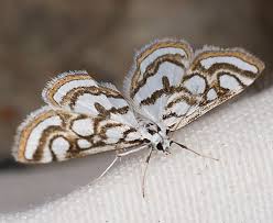 Attēlu rezultāti vaicājumam “Nymphula nitidulata”