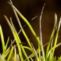 Attēlu rezultāti vaicājumam “Anthocerotopsida”