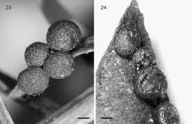 Attēlu rezultāti vaicājumam “Diderma simplex macro”