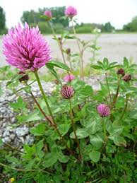 Attēlu rezultāti vaicājumam “Trifolium pratense”