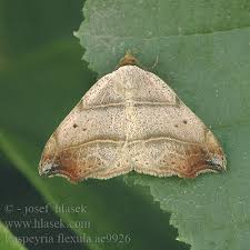 Attēlu rezultāti vaicājumam “Laspeyria flexula”