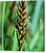 Attēlu rezultāti vaicājumam “Blysmus compressus leaf”