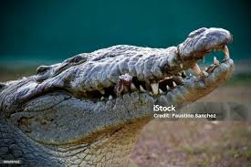 Image result for Crocodylus acutus