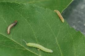 Attēlu rezultāti vaicājumam “Orthosia sp. larva”