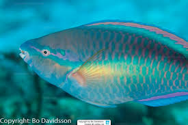 Image result for Scarus trispinosus