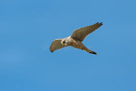 Attēlu rezultāti vaicājumam “Falco tinnunculus adult”