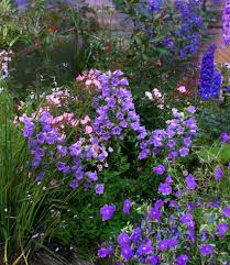 Image result for Campanula medium