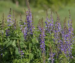 Attēlu rezultāti vaicājumam “Galega orientalis”