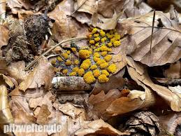 Attēlu rezultāti vaicājumam “Physarum virescens”