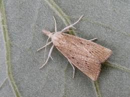 Attēlu rezultāti vaicājumam “Calamotropha paludella”