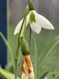 Attēlu rezultāti vaicājumam “Galanthus nivalis bud”