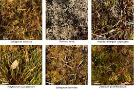 Attēlu rezultāti vaicājumam “Pseudocalliergon turgescens”