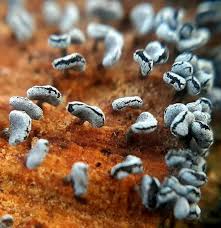 Attēlu rezultāti vaicājumam “Physarum compressum”