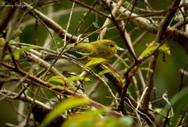 Image result for Vireo flavifrons