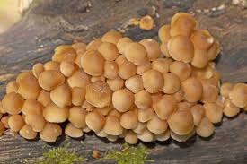 Attēlu rezultāti vaicājumam “Mycena renati”