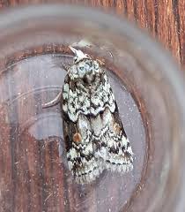 Attēlu rezultāti vaicājumam “Nycteola degenerana”