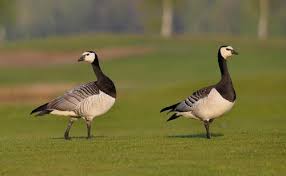 Attēlu rezultāti vaicājumam “Branta leucopsis adult”