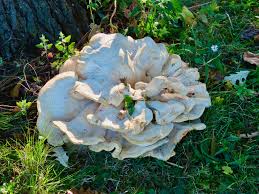 Attēlu rezultāti vaicājumam “Bondarzewia mesenterica”