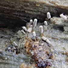 Attēlu rezultāti vaicājumam “Arcyria affinis stalked”