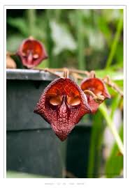 Attēlu rezultāti vaicājumam “Aristolochiaceae”