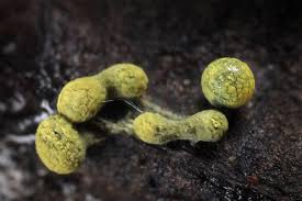 Attēlu rezultāti vaicājumam “Physarum luteolum”