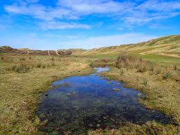 Attēlu rezultāti vaicājumam “Drepanocladus aduncus”
