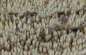 Attēlu rezultāti vaicājumam “Hyphodontia barba-jovis”