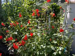 Image result for Alonsoa liniflora