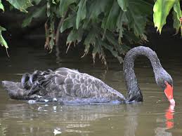 Attēlu rezultāti vaicājumam “Cygnus atratus”