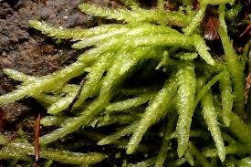 Attēlu rezultāti vaicājumam “Plagiothecium sp.”