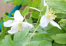 Attēlu rezultāti vaicājumam “Anemone nemorosa bud”