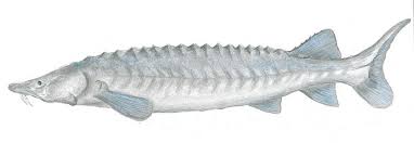 Image result for Acipenser fulvescens