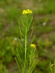 Attēlu rezultāti vaicājumam “Erysimum cheiranthoides leaf”