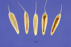 Attēlu rezultāti vaicājumam “Bromus hordeaceus subsp. hordaceus”