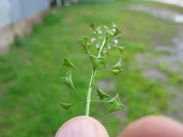 Attēlu rezultāti vaicājumam “Capsella bursa-pastoris fruit”