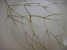 Attēlu rezultāti vaicājumam “Potamogeton trichoides”