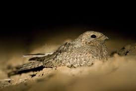 Image result for Caprimulgus aegyptius