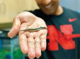 Image result for Garstang A S C