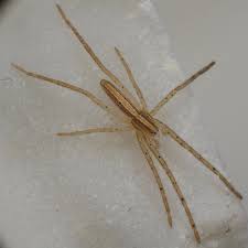 Attēlu rezultāti vaicājumam “Miturgidae”