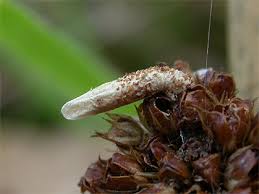 Attēlu rezultāti vaicājumam “Coleophora alticolella”