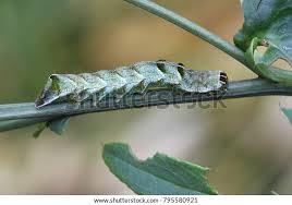 Attēlu rezultāti vaicājumam “Melanchra persicariae”