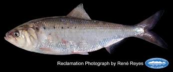 Image result for Mylopharodon conocephalus