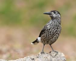 Attēlu rezultāti vaicājumam “Nucifraga caryocatactes”