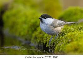 Attēlu rezultāti vaicājumam “Poecile montanus”