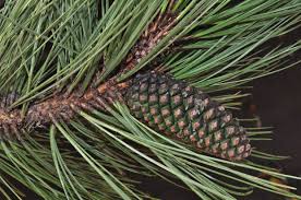 Attēlu rezultāti vaicājumam “Pinus”