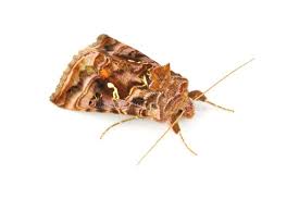 Attēlu rezultāti vaicājumam “Autographa pulchrina”