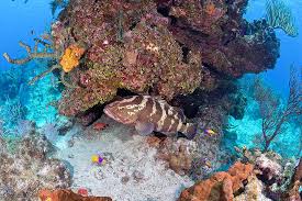 Image result for Epinephelus striatus