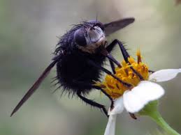 Attēlu rezultāti vaicājumam “Tachinidae”